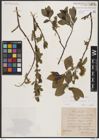 Foto von Salix borealis Fr.